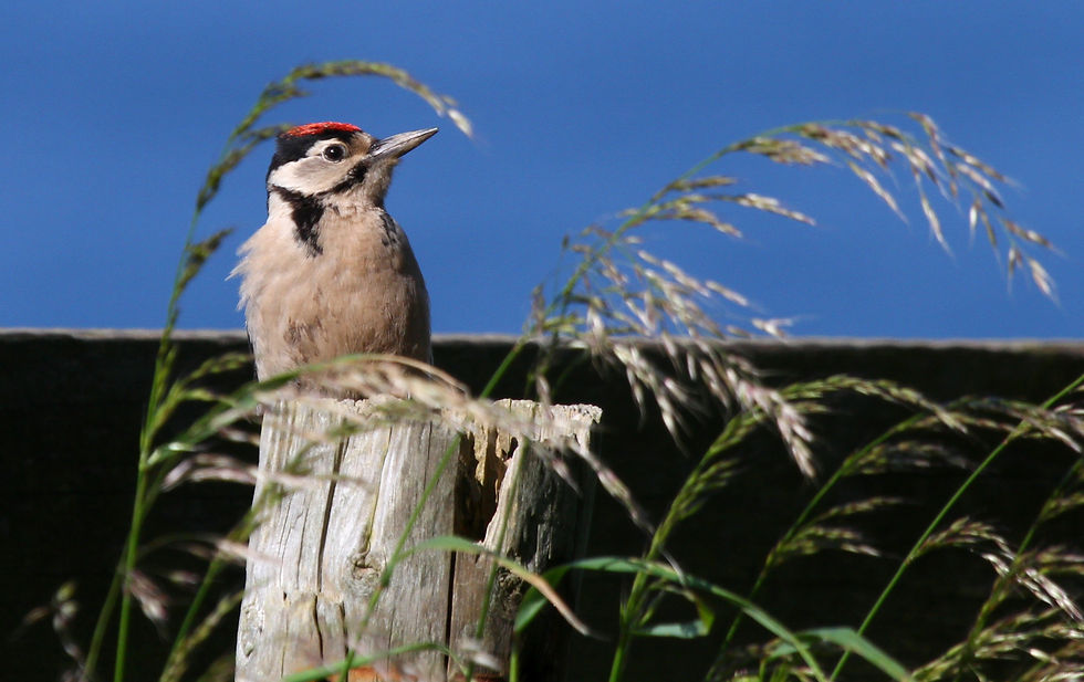 Great Spotted Woodpecker