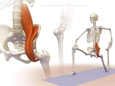 El músculo Psoas ¿Porqué es tan importante?