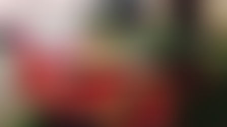 טוסקנה אהובתי