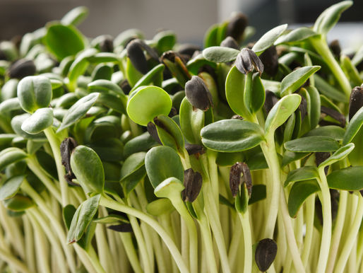 Q & A - Are Sprouts Safe?