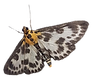 Untitled (13)_edited.png