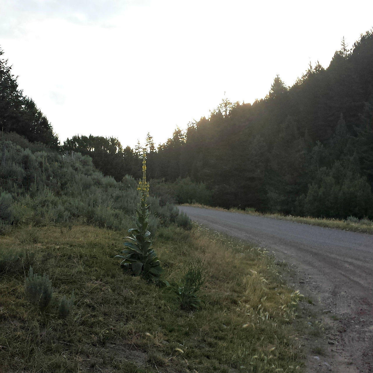 WolverineRoad2