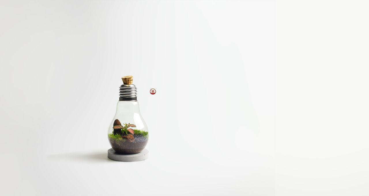 lightbulb terrarium, tiny ecosystem, light bulb terrarium, mini