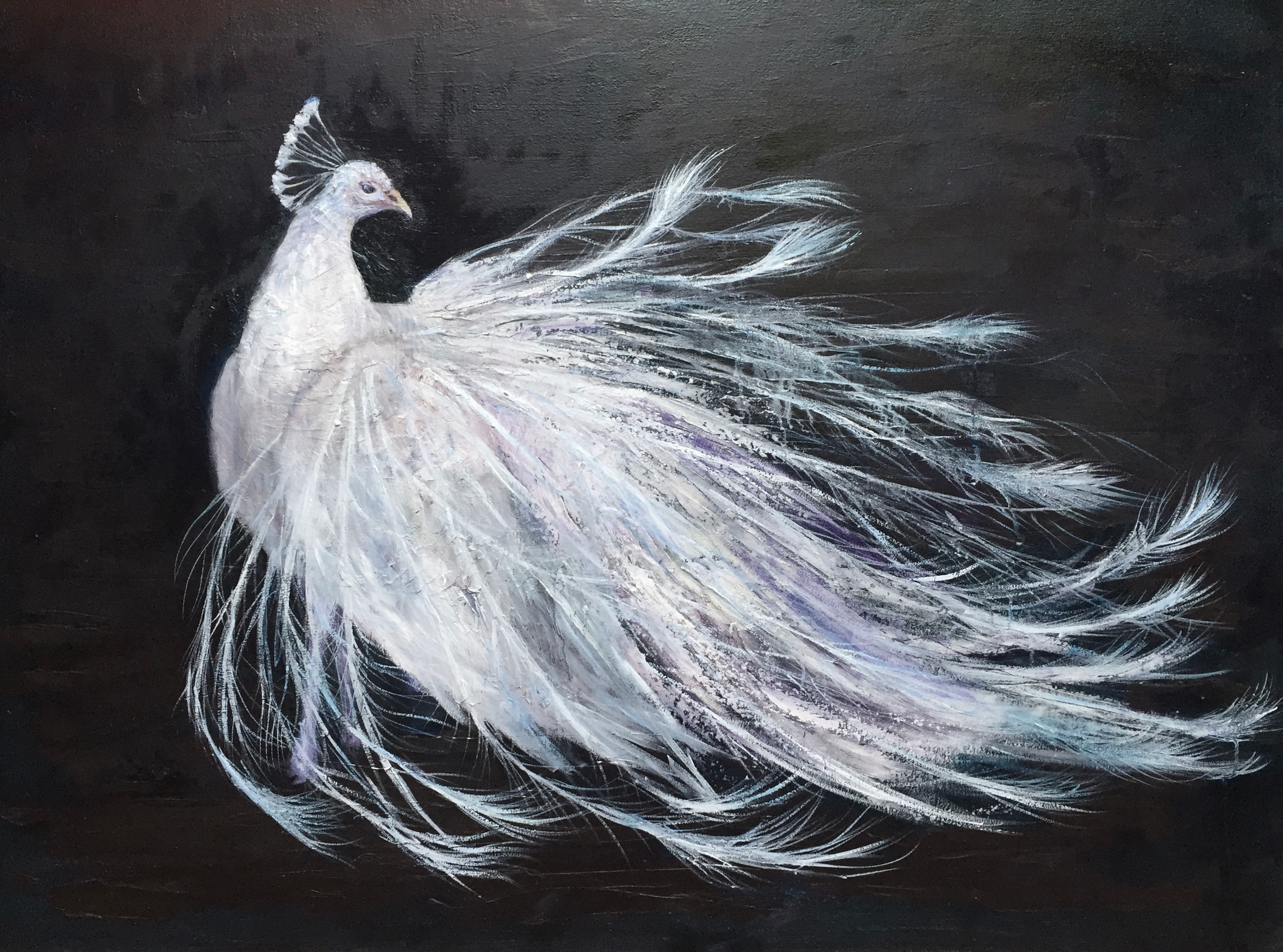Albino Peacock