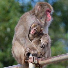 「ヒト行動進化研究所」が活動を開始します