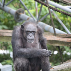 チンパンジー「アイ」の逝去について（2026年1月9日）