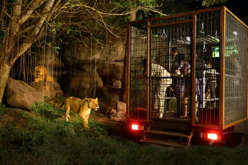 Serunya Safari Night di Taman Safari Bogor, Berasa Petualangannya! — inspirasi dari Villa Bango di Cilember, Puncak