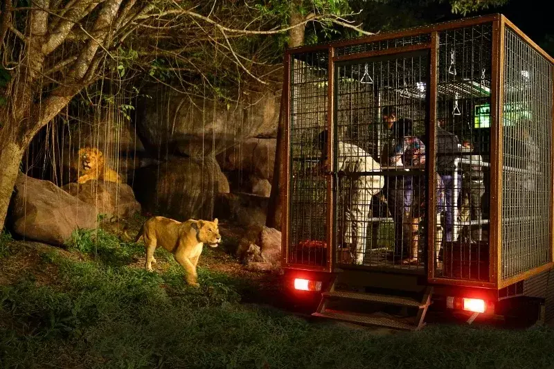 Safari Malam (sumber: tamansafari.com)