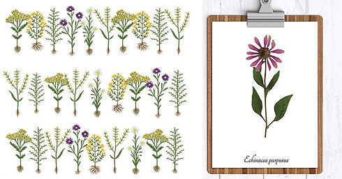 Herbarium-Kinds-and-Functions.jpg