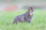 Chat forestier (Felis silvestris)