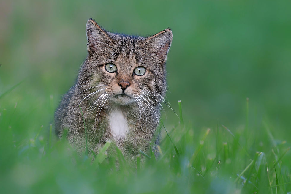Chat forestier (Felis silvestris)
