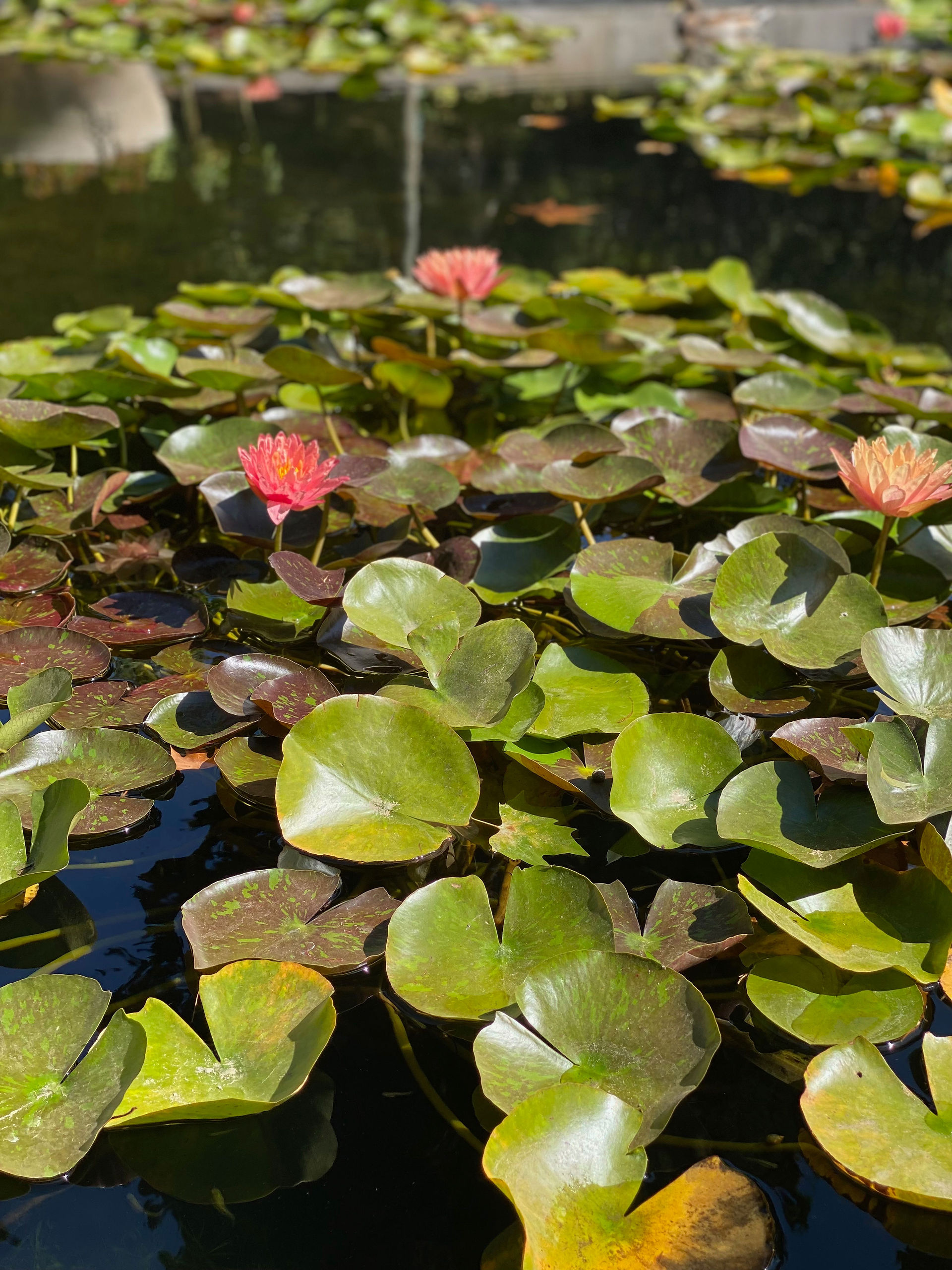 Jardin Botanique La Concepción, Malaga, Espagne.