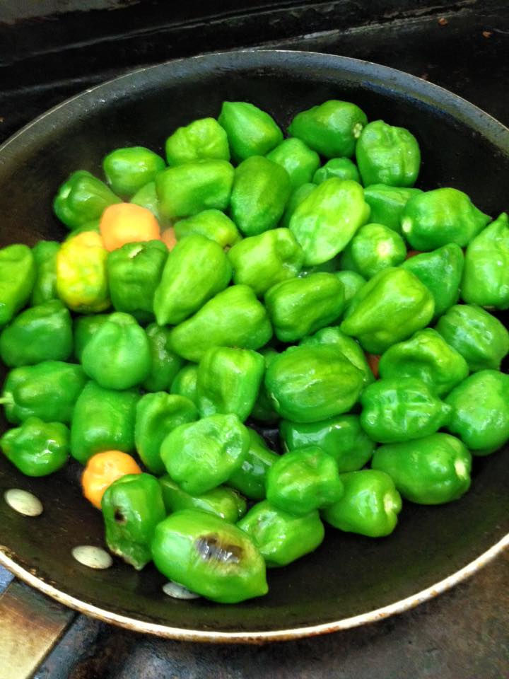 Habanero peppers