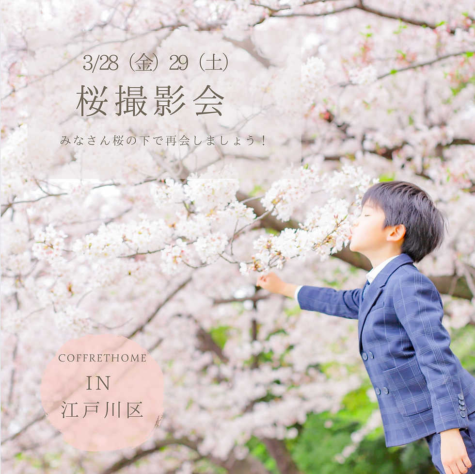 毎年大人気の桜撮影会🌸