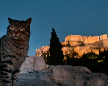 gata-acropolis.jpg.webp