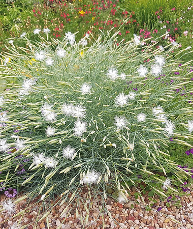 kipos-paiania (1).jpg