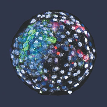 Chimera-Blastocyst-Blue.jpg