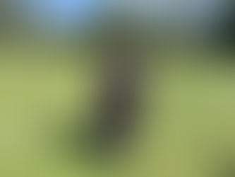 Siggie Adriaansz, SoundAware mediamonitoring trainer aan het woord