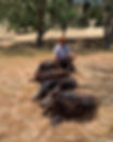 Pig Hunt