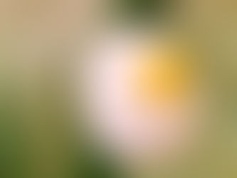 עין על אספרגוס