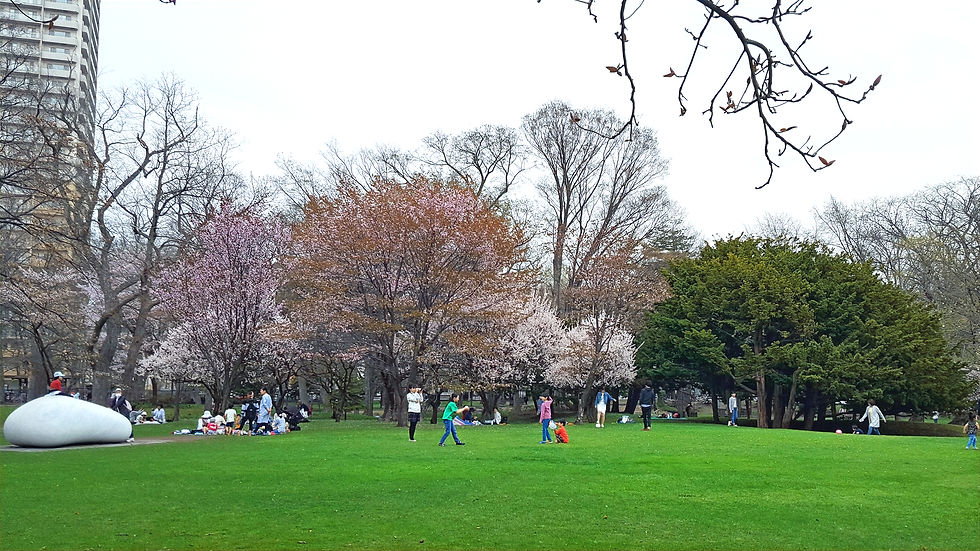 桜が咲く公園