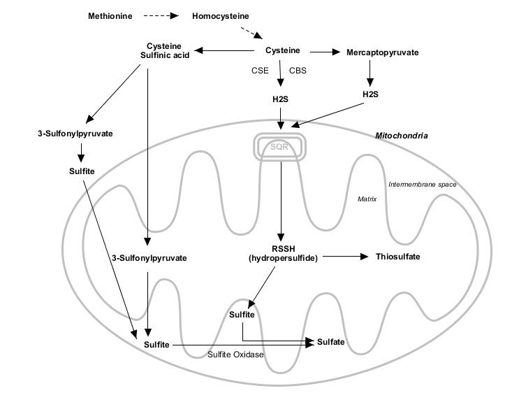 sulphate mitochondria diagram