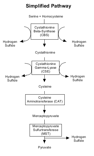 hydrogen sulfide pathway