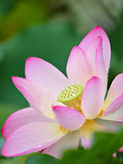 AdobeStock_34083163.jpeg