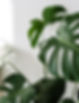 Tropical House Plant_edited_edited.jpg