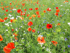 Blattläuse im Zuckerrübenanbau: Lidl Schweiz unterstützt Forschungsprojekt des Bundes