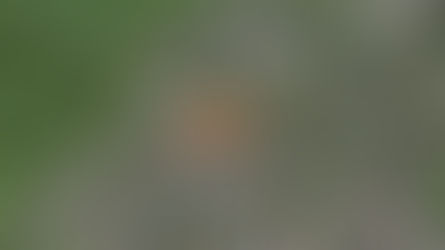 Start Investorenwettbewerb: Tennis-Club Olten will im Schöngrund Wohnraum schaffen