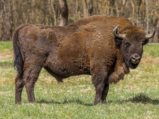 Urzeit-Giganten im Jura: Solothurner Wisente erobern die Wälder zurück
