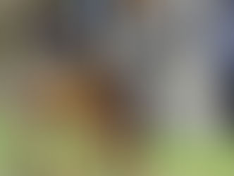 Stein/Lenzburg: Gute Arbeit der Polizei - vier Diebe auf frischer Tat ertappt