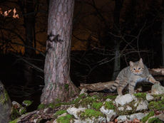 Achtung Wildkatzen! Vorsicht beim Auffinden von jungen Kätzchen in der Nähe des Waldes