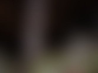 Achtung Wildkatzen! Vorsicht beim Auffinden von jungen Kätzchen in der Nähe des Waldes