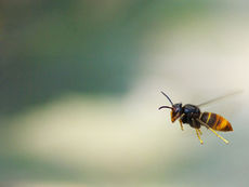 Asiatische Hornissen töten unsere Bienen – Verdachte melden