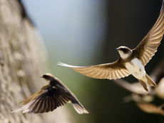 Kanton Solothurn: Alpensegler, Rauchschwalbe und Mehlschwalbe sind zurück
