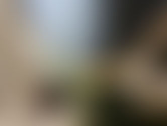 Kanton Solothurn: Alpensegler, Rauchschwalbe und Mehlschwalbe sind zurück