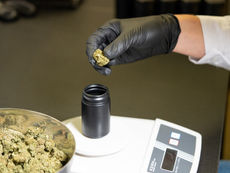 Zwei Kosovaren haben eine halbe Tonne Marihuana in die Schweiz transportiert