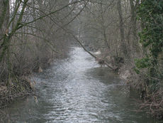 Mit Pestiziden verseuchter Limpach