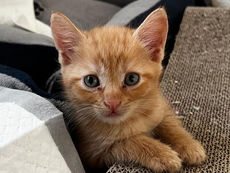 29 Katzen aus Wohnung gerettet