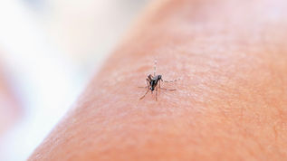 Kaum Stechmücken diesen Sommer: Warum die Ruhe täuscht und was das bedeutet