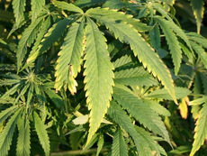 Hanfplantage in Kölliken ausgehoben: Drei Männer festgenommen