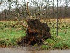 Kanton Aargau: Sturmböen verursachten Schäden