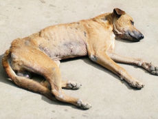 Strafanzeige wegen Tötung von 124 Hunden in Ramiswil