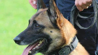 Oftringen: Polizeihund "Enox" bekam einen frischen Einbrecher