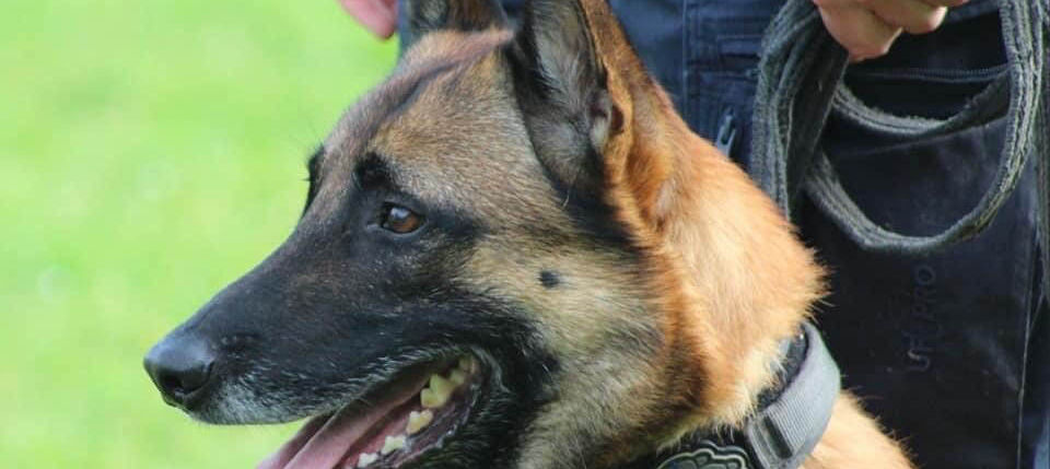 Oftringen: Polizeihund "Enox" bekam einen frischen Einbrecher
