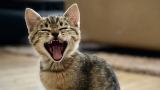 Neues aus der Katzenforschung: Schweizer Freigänger besonders aktiv