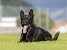 Sempach: Polizeihund Dodge bekam zu Weihnachten zwei frische Einschleichdiebe