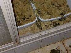 11 tote Kaninchen und 40 Katzen in Wohnhaus aufgefunden